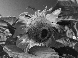 Black Sunflower.jpg